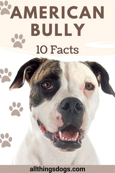 american bully rolex|American Bully: The Art of Raising a Confident and Friendly Dog.